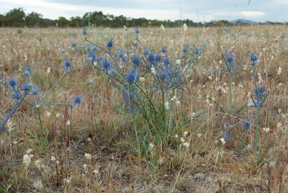Botanist Meredith Cosgrove's photographic native plant guide encourages