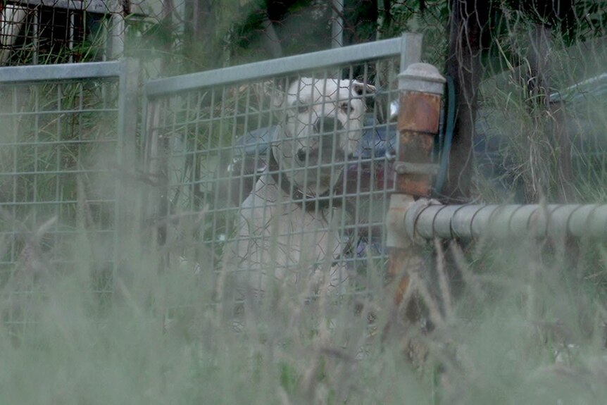 A white dog peers out through a steel fence, with long grass in the foreground. 
