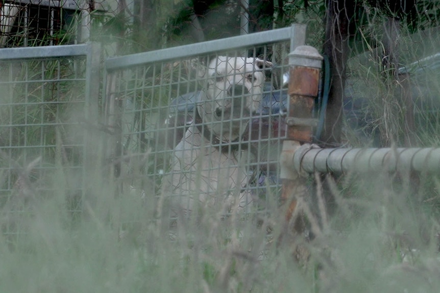 A white dog peers out through a steel fence, with long grass in the foreground. 