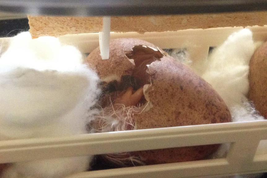 An egg hatches in an incubator.