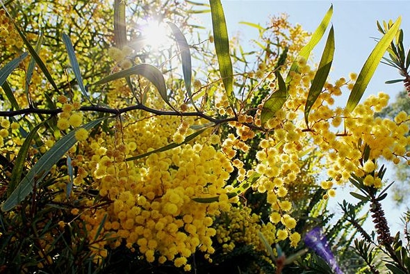 Wattle flowers bloom in southern Queensland