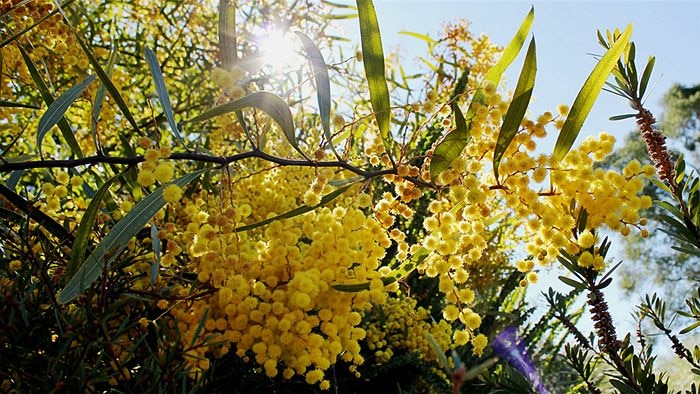 bright yellow wattle flowers