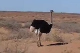 An ostrich with a huge black and white rump stands amid mallee scrub on red dirt plains with a large blue sky above.