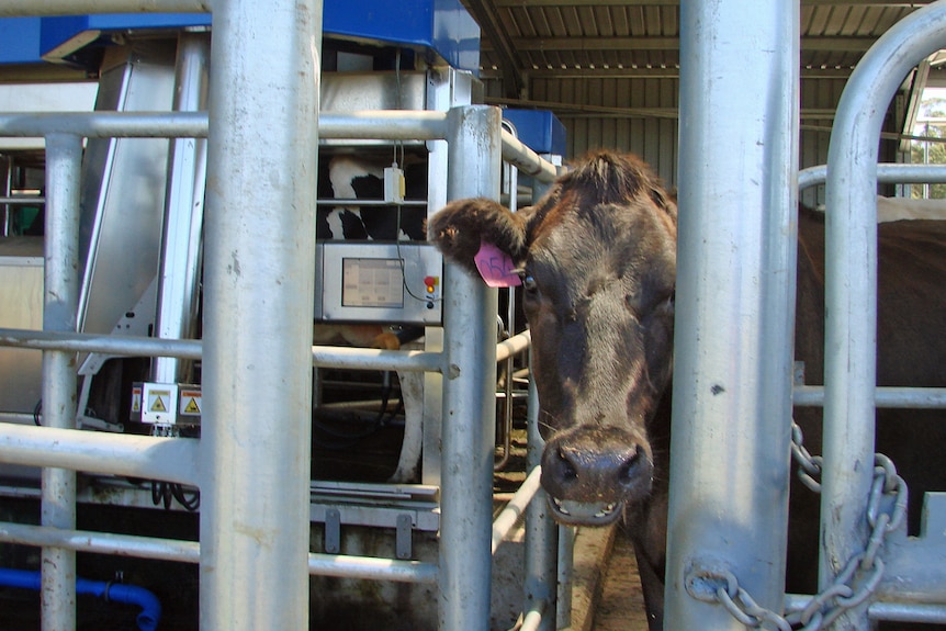 A dairy cow in a robotic dairy.