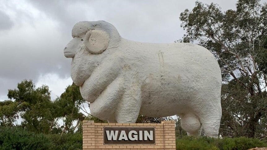 A large statue of a ram outside Wagin in WA's Great Southern region