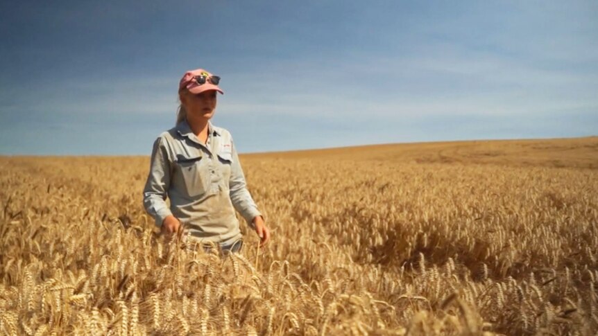 A female farmer stands in a crop of ripe standing wheat
