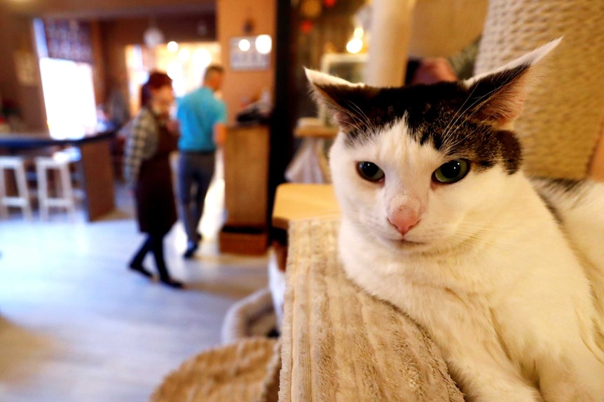 A brown and white cat sits on a cushion in a cat cafe with humans in the background.