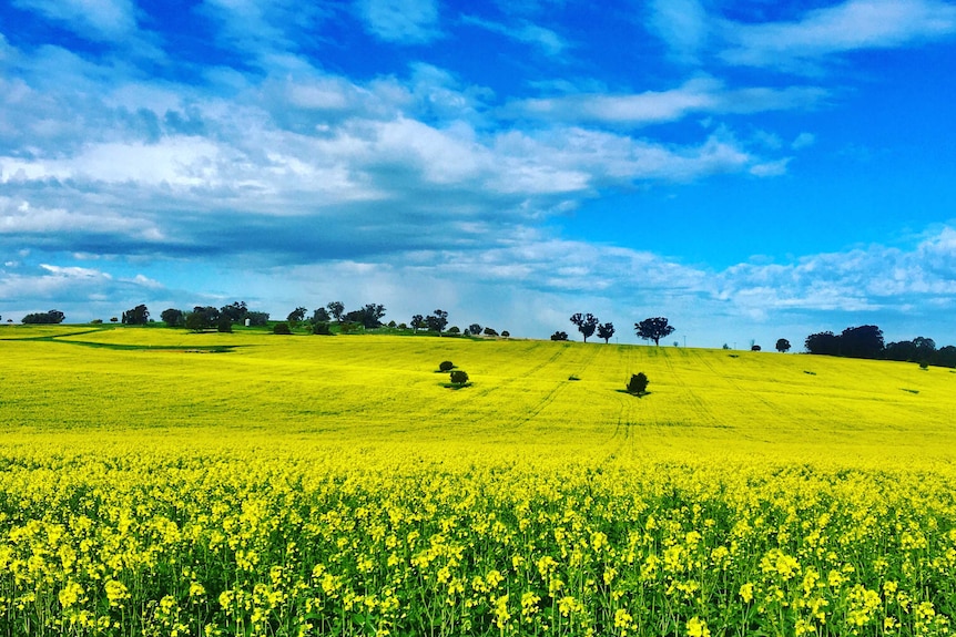 A paddock of canola under a blue sky.