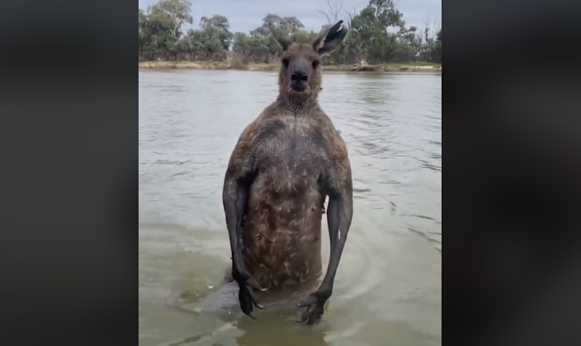 Mildura Man Fights Off 'jacked' Kangaroo To Save His Dog From Drowning ...