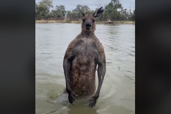 A kangaroo in a river