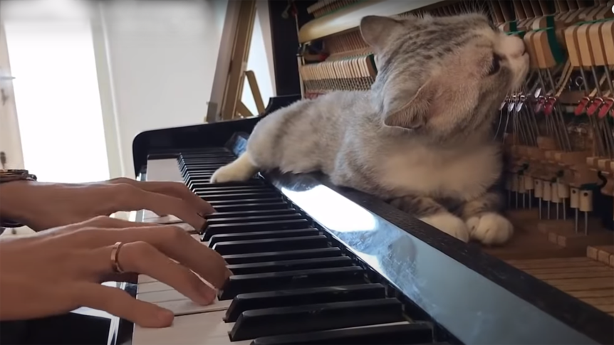 a cat sits in the workings of an upright piano.