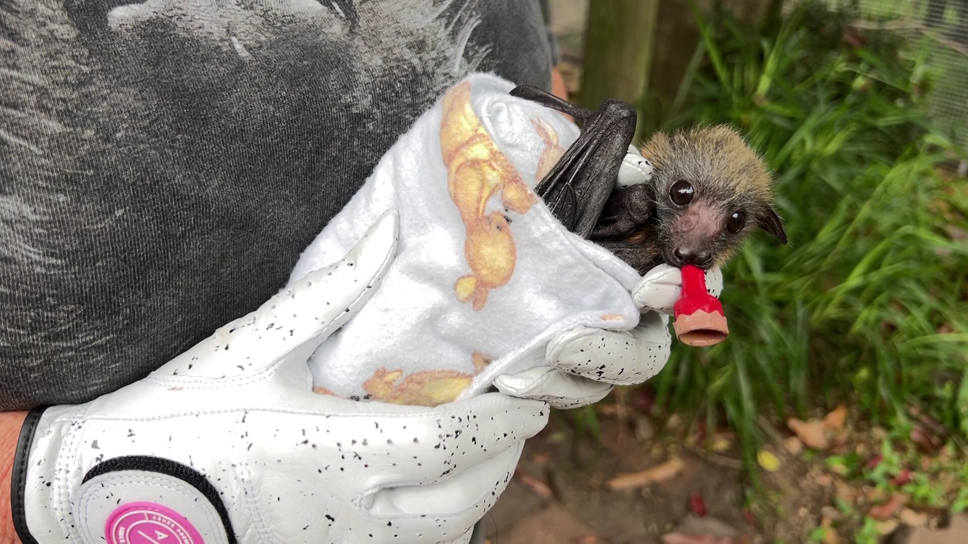 image of baby flying fox held in a wrap with a dummy in it's mouth