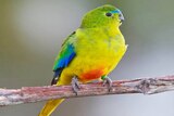 Male orange-bellied parrot