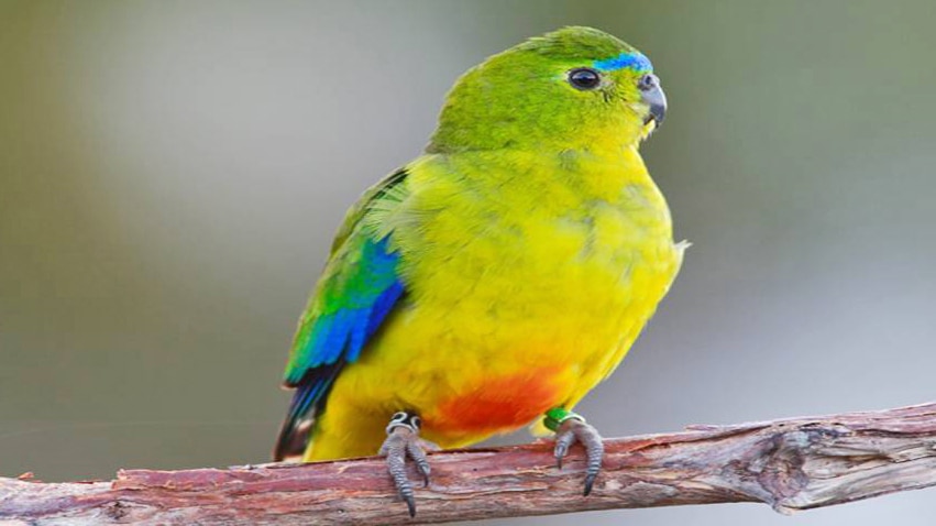 Orange-bellied parrot, male