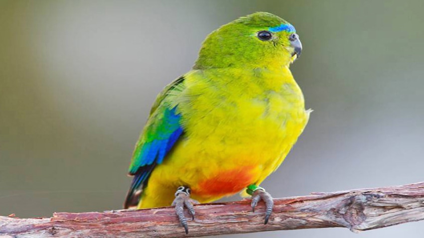 Orange-bellied parrot