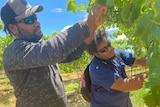 Two Vanuatu men picking grapes for harvest.