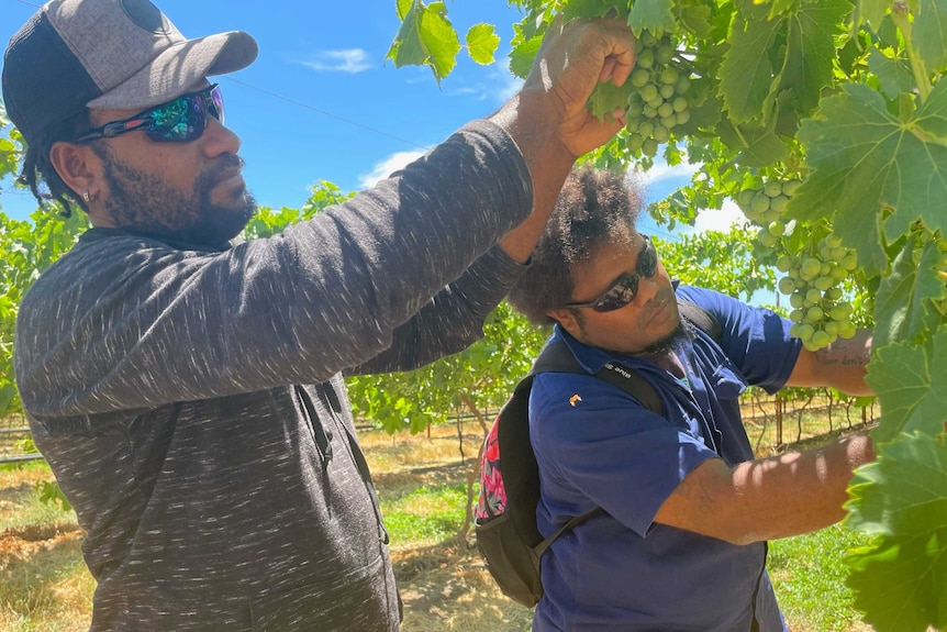 Two Vanuatu men picking grapes for harvest.