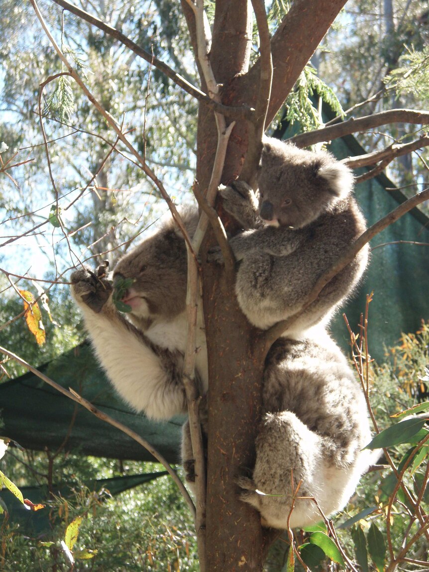 A mother and daughter koala at Canberra's Tidbinbilla Nature Reserve.