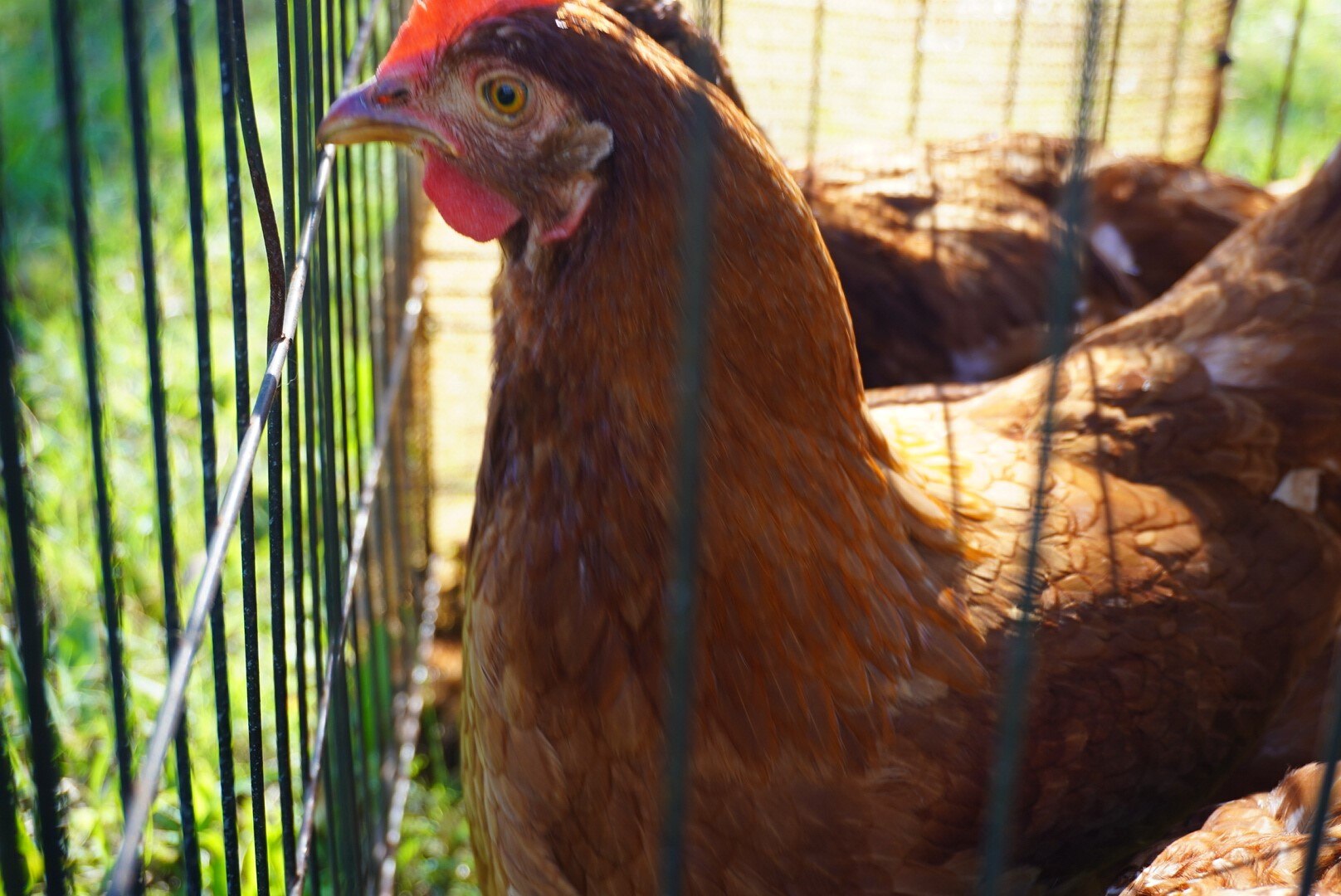 Thousands of chickens rehomed after being discovered at Toowoomba ...