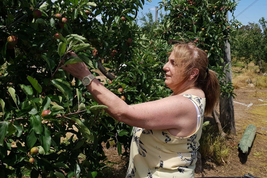 A woman picks fruit from a tree