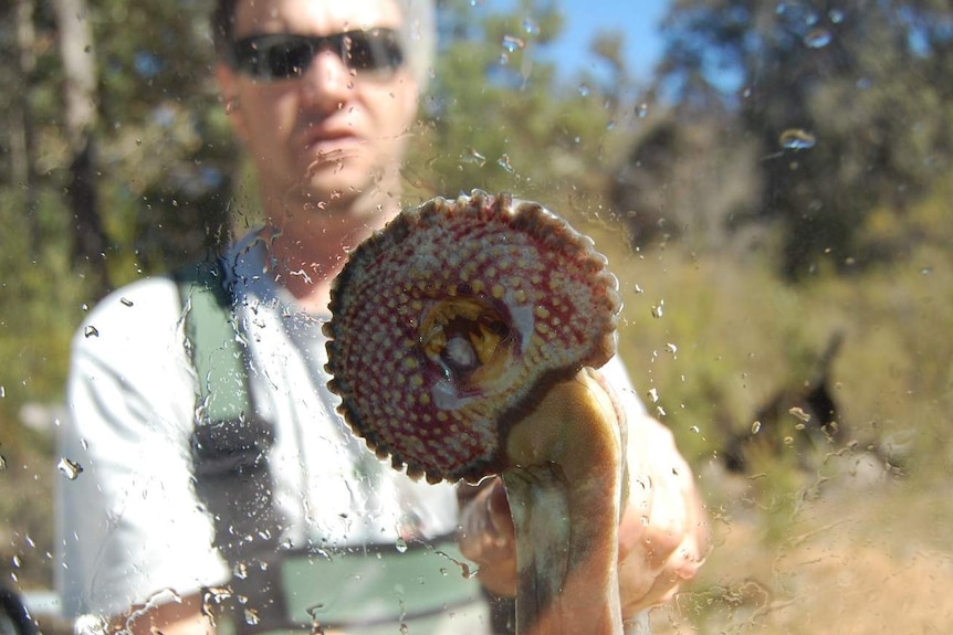 A view of the inside of a lampreys mouth while it sucks onto a glass screen and a man is visible behind.