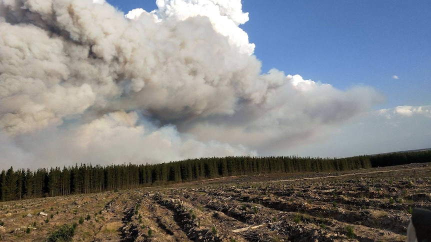 Smoke from the Rosedale fire billows above a pine plantation in Victoria's east.