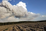 Smoke from the Rosedale fire billows above a pine plantation in Victoria's east.