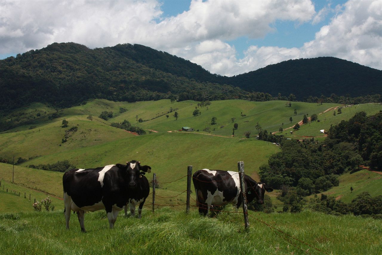 Farmer forecasts the end for Queensland dairy industry - ABC News