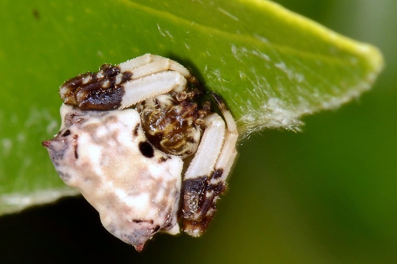 An image of a spider which looks like a bird poop sitting on a leaf. 