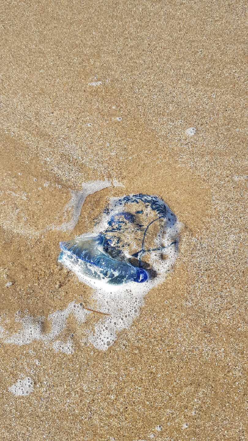 Rare giant bluebottle could be behind