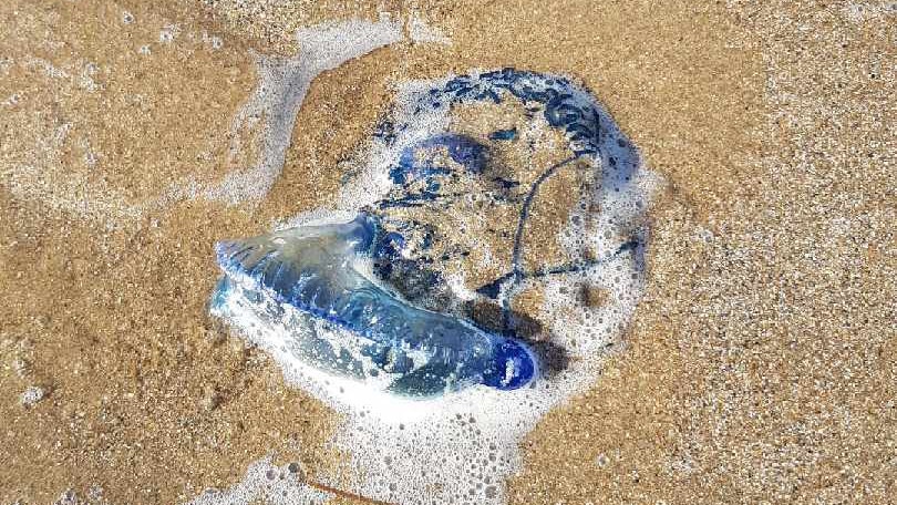 A bluebottle up to 10 centimetres long washed up on the beach.