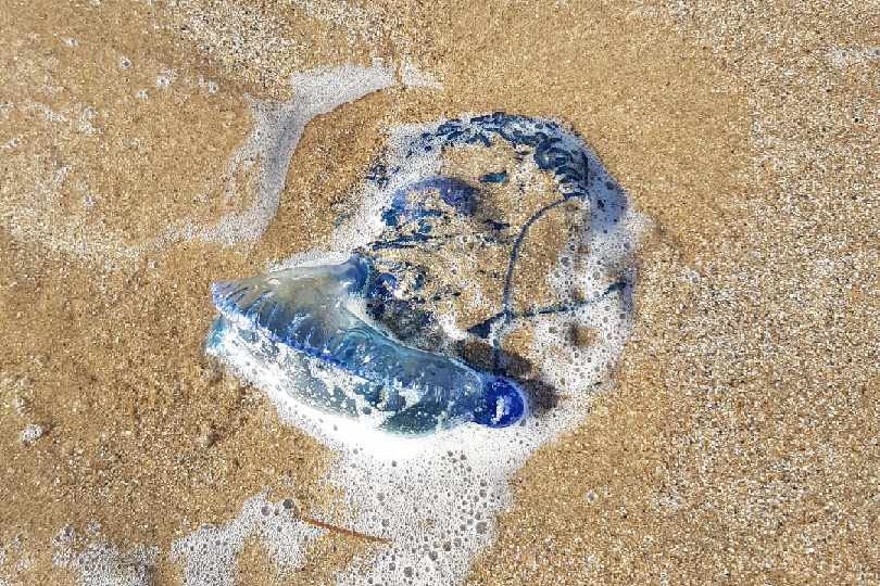 A bluebottle up to 10 centimetres long washed up on the beach.