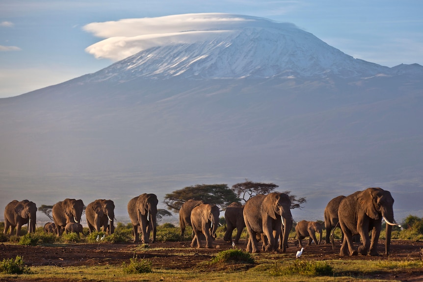 A herd of adult and baby elephants walking in dawn light with a mountain in the background.