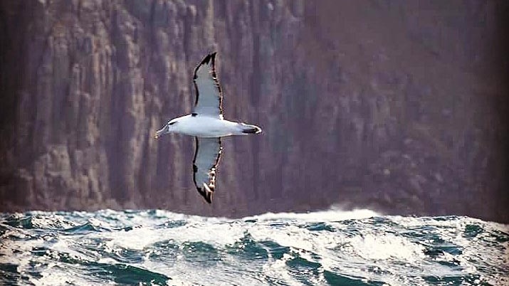 water level view of an albatross fliying across the top of waves, with sea cliffs in the near distance.