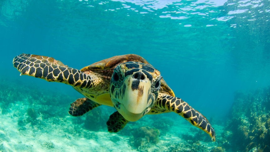 Hawksbill turtle swimming underwater in Madagascar.