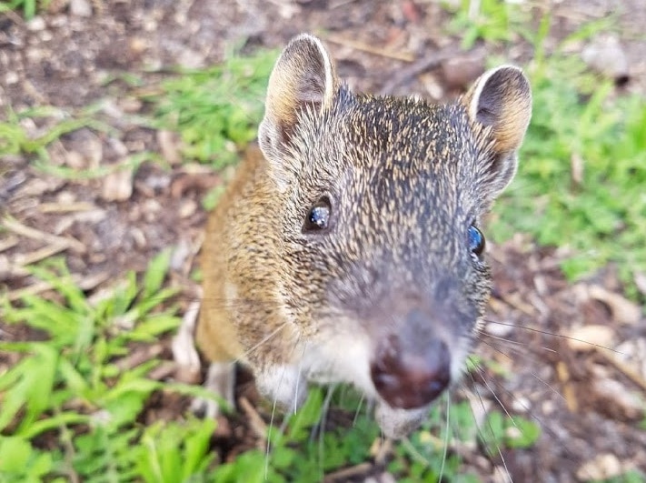 A quenda gets up close to the camera