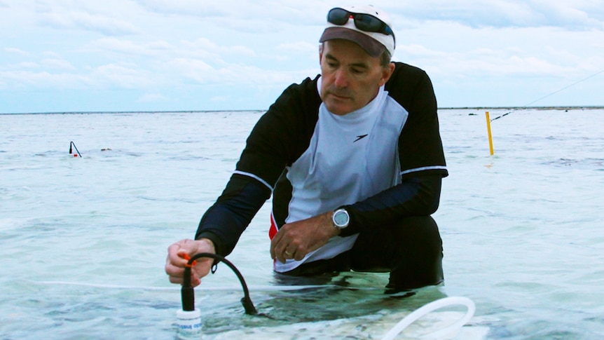 Marine biologist Ove Hoegh-Guldberg works with monitoring equipment in shallow water.