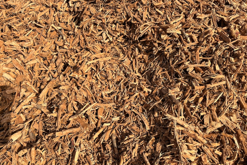 A pile of almond wood chips