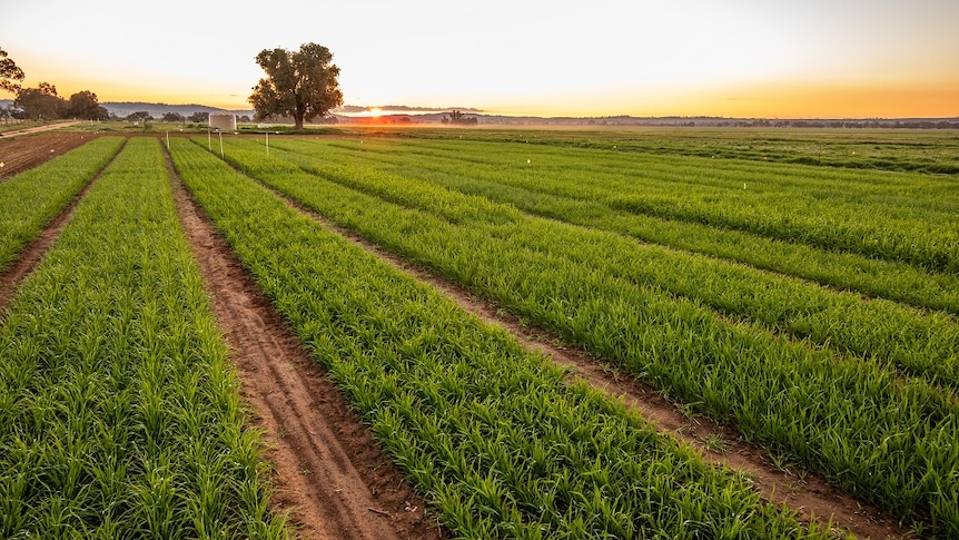 rows of green crops separated by access tracks 