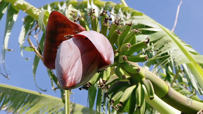 Banana tree with large red flower growing below fruit bunch