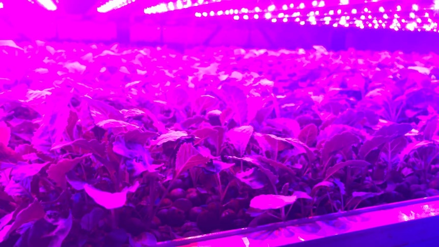 Green vegetables inside a climate cell emitting purple light.