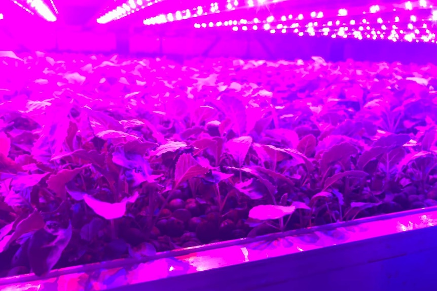 Green vegetables inside a climate cell emitting purple light.