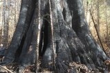Tree enthusiasts assess giant tree damage in Tasmania