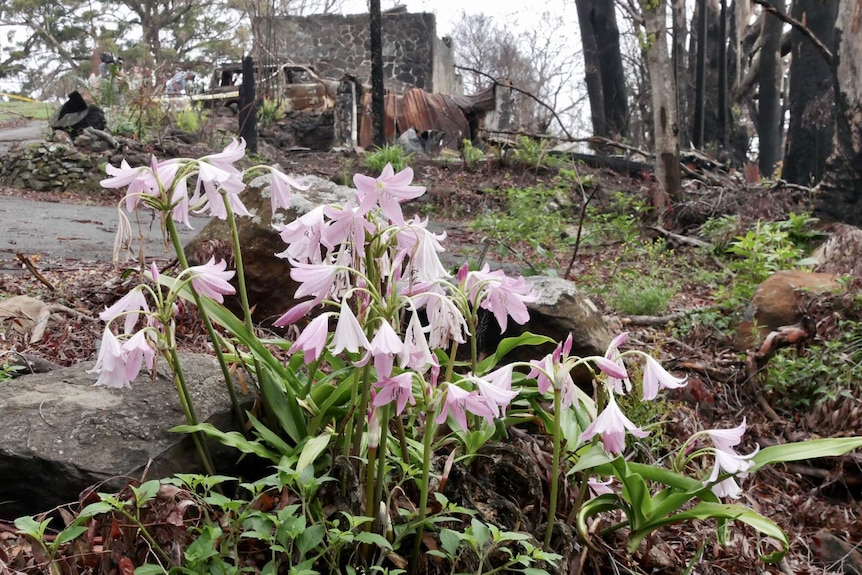 Pink flowers grow among the bushfire debris.