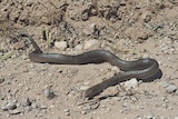 A brown snake on dirt.