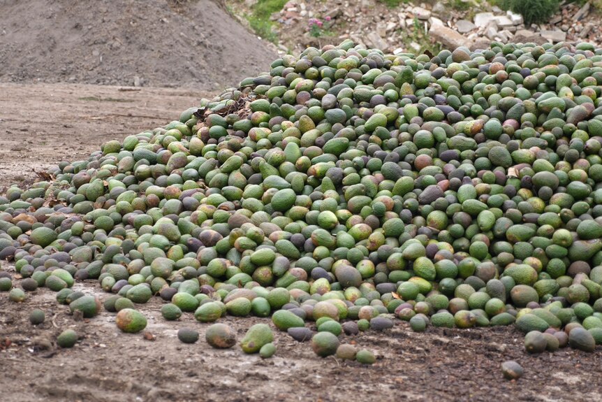 Pile of dumped avocados. 
