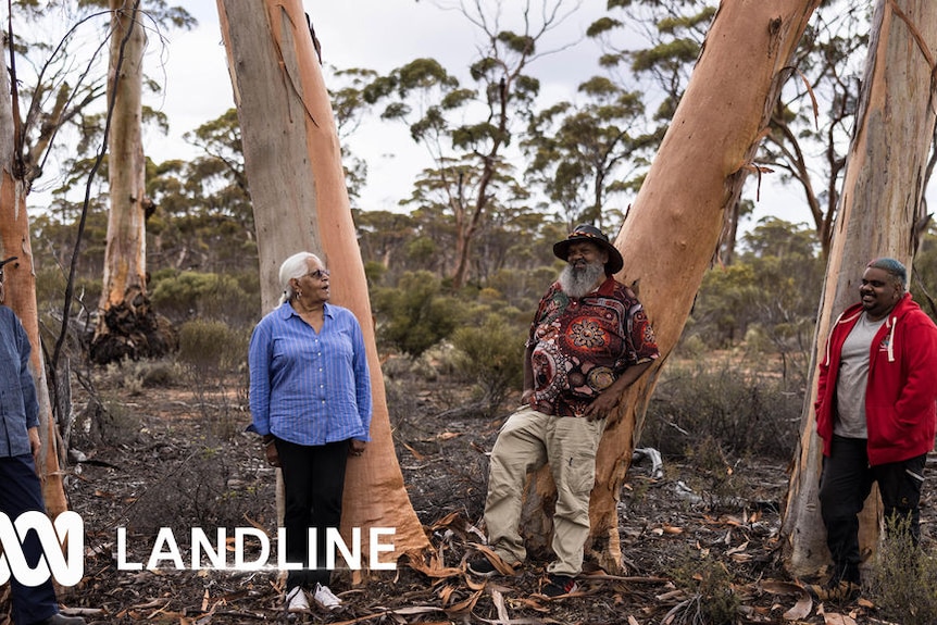 ABC Landline: A group of Indigenous people stand among red gums.