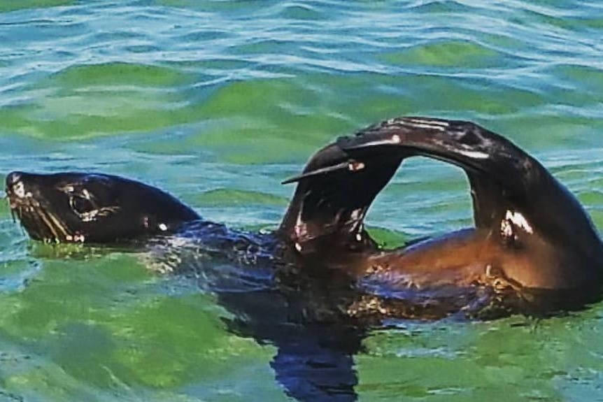 Seal in the water playing