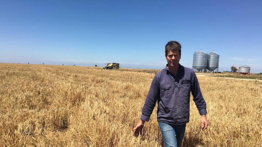 A man standing in a field of grain.