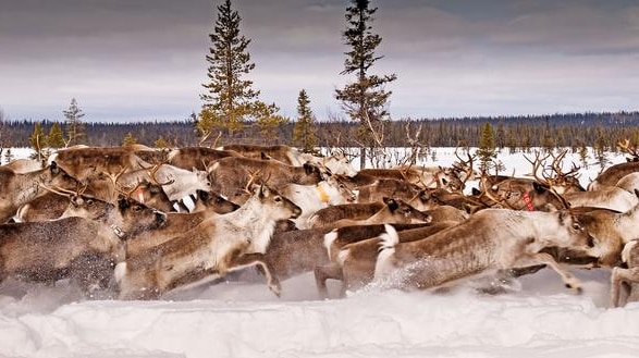A herd of reindeer running through a snow covered landscape.